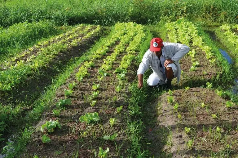 Agricultura Sustentável